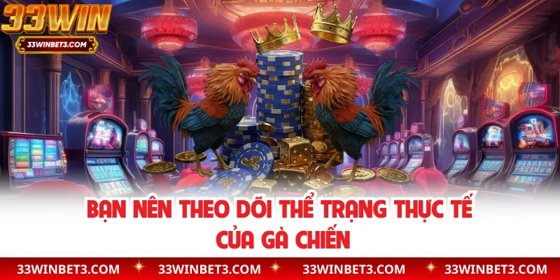 Bạn nên theo dõi thể trạng thực tế của gà chiến